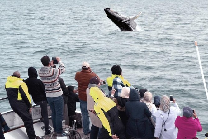Whale Watching & Dolphin Yacht Cruise - The first hour on Faxafloi Bay