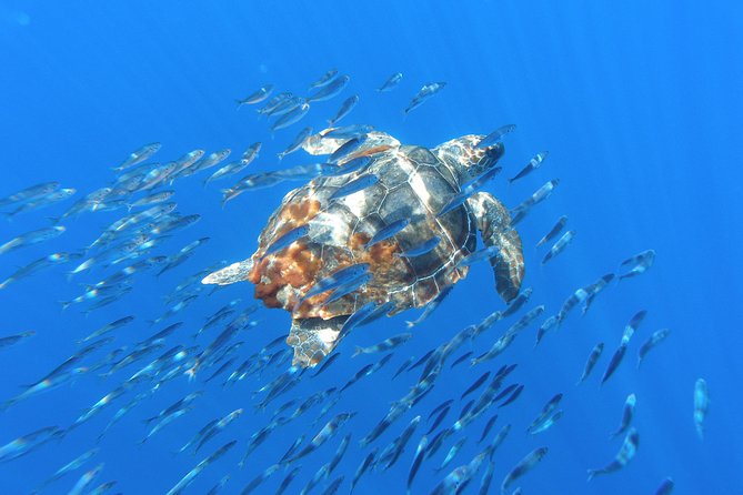 Whale Watching Tour + Vila Franca Islet: Full-day with lunch - Waiting time is the biggest weakness