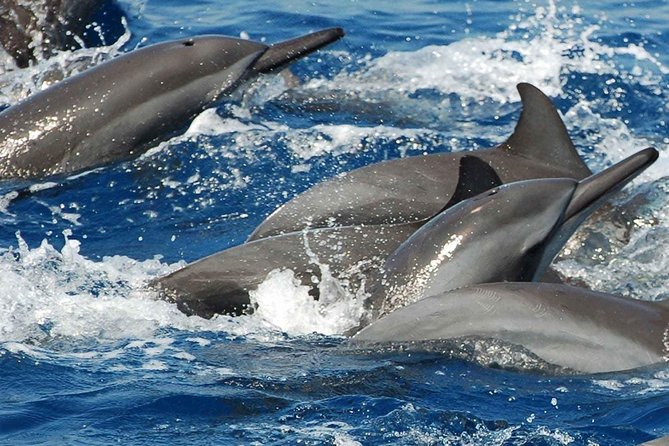 Whales and Dolphins Watching Mirissa - What the driver-guide adds to the day