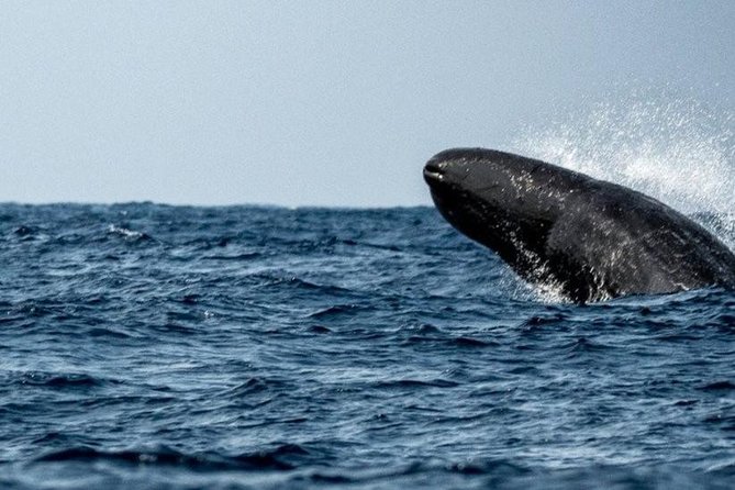 Whales and Dolphins Watching Mirissa - Galle Dutch Fort in one hour