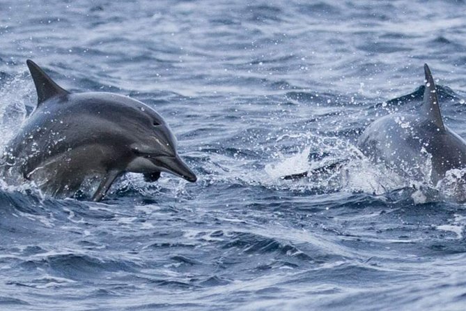 Whales and Dolphins Watching Mirissa - Families, group size, and comfort