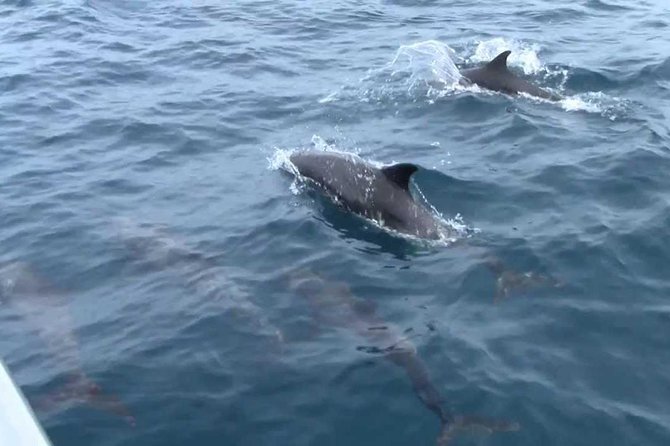Whales and Dolphins Watching Mirissa - Weather, cancellations, and practical planning