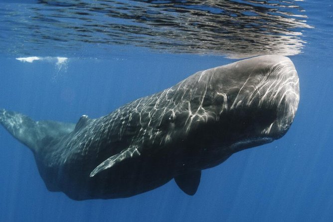 Whales and Dolphins Watching Mirissa - The moonstone mine and Gem Palace visit