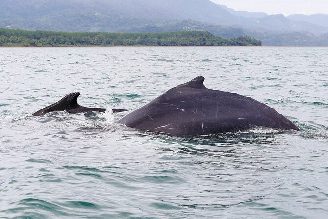Whales and Dolphins watching Tour From Uvita - The 8:30 am meeting and the walk to the water