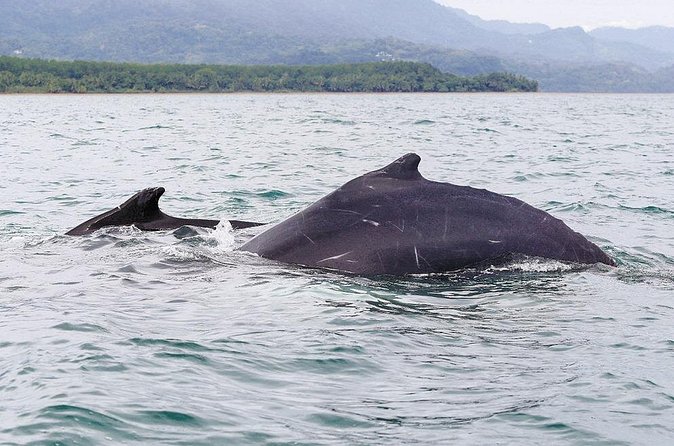 Whales and Dolphins watching Tour From Uvita - The beach stop, fresh pineapple, and a slower finish