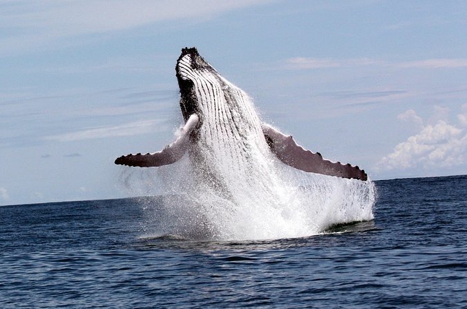 Whales and Dolphins watching Tour From Uvita - How much value do you get for $89?