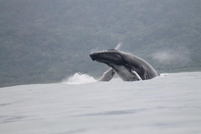 Whales and Dolphins watching Tour From Uvita - Searching for humpback whales in open water