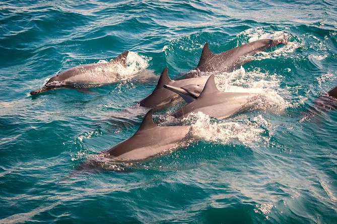 Whales & Dolphin Watching Day Tour including Handunugoda Teafactory - Mirissa whale watching takes center stage