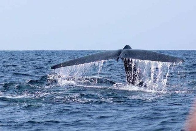 Whales & Dolphin Watching Day Tour including Handunugoda Teafactory - What to expect from the private car and guide