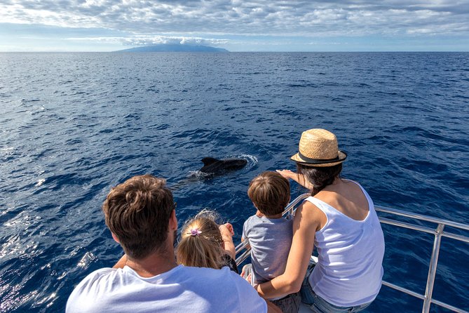 Whales & Dolphins watching in exclusive sailboat - Quick points before you book