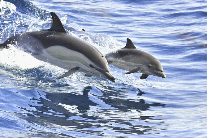 Whales & Dolphins watching in exclusive sailboat - Who will enjoy this trip most?