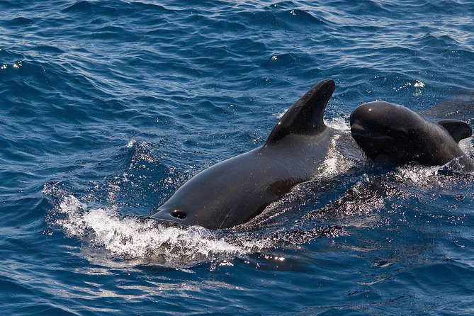 Whales & Dolphins watching in exclusive sailboat - What happens when the sea is choppy