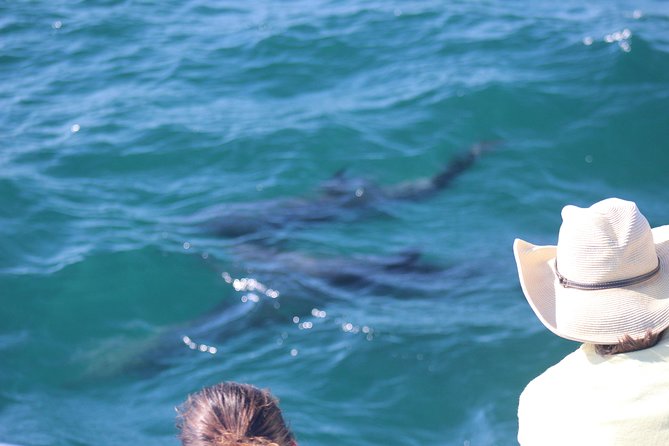 Wild Dolphin Encounter in Puerto Vallarta - A respectful way to see dolphins near Puerto Vallarta