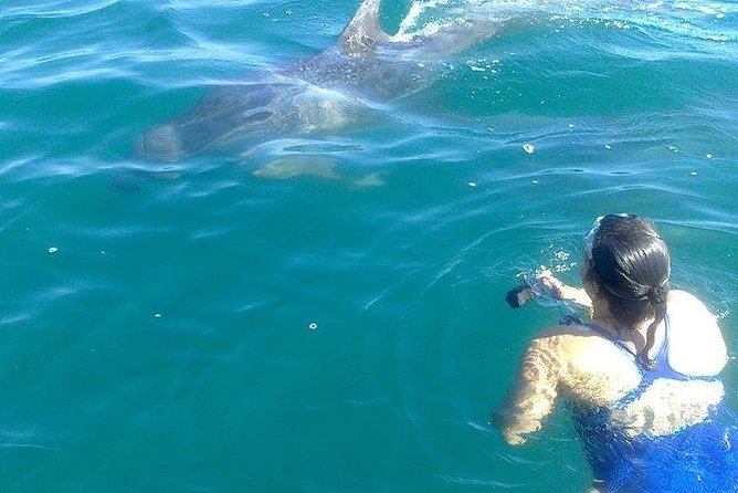 Wild Dolphin Encounter in Puerto Vallarta - Watching the dolphins without changing their behavior