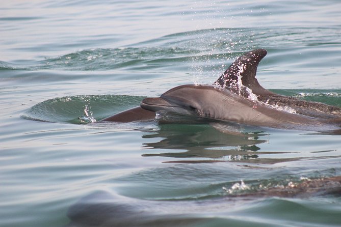 Wild Dolphin Encounter in Puerto Vallarta - Listening to dolphin calls through a hydrophone