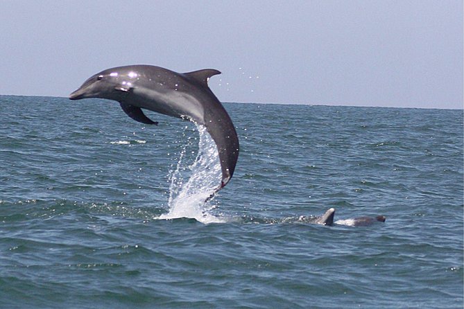 Wild Dolphin Encounter in Puerto Vallarta - Swimming nearby, with no guarantee of contact