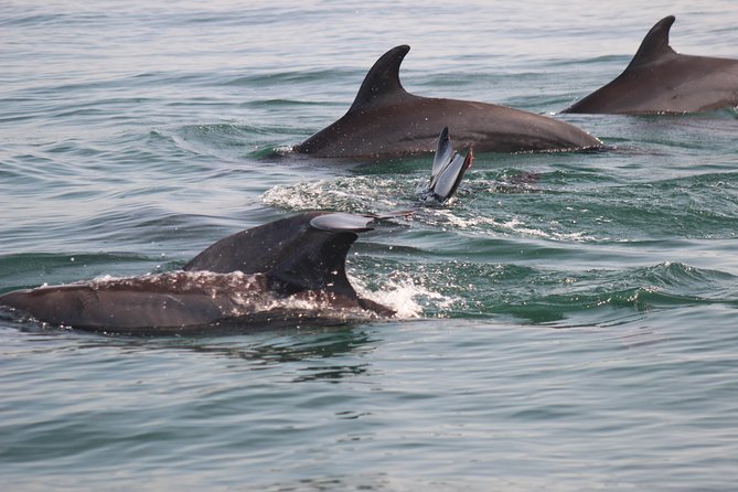 Wild Dolphin Encounter in Puerto Vallarta - Lunch, drinks, and the value of the $110 price