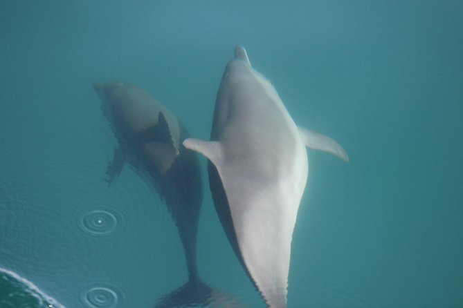 Wild Dolphin Encounter in Puerto Vallarta - A small boat outing with a calm pace