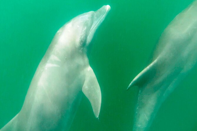 Wild Dolphin Encounter & Snorkeling Adventure - Why swimming with wild dolphins feels different