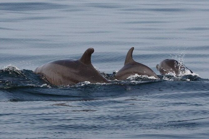 Wild Dolphin Encounter & Snorkeling Adventure - What entering the water is really like