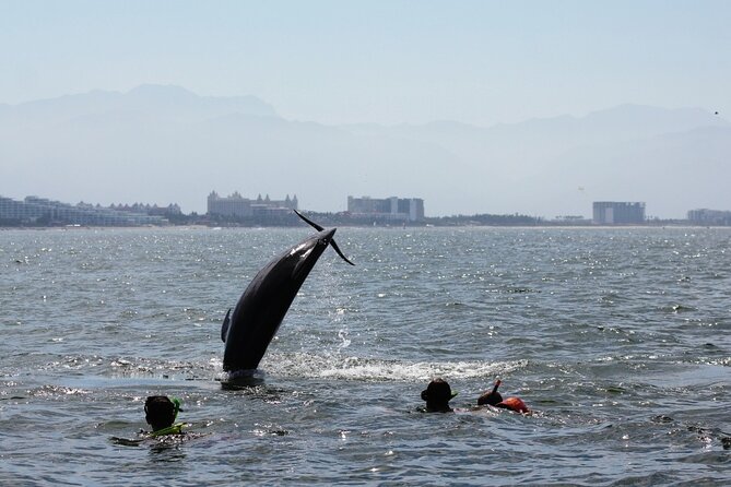 Wild Dolphin Encounter & Snorkeling Adventure - Lunch and drinks are useful, with one important caution