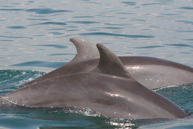 Wild Dolphin Encounter & Snorkeling Adventure - The small group is worth paying attention to