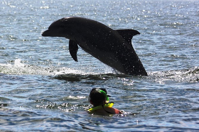 Wild Dolphin Encounter & Snorkeling Adventure - Value depends on what you expect from the four hours