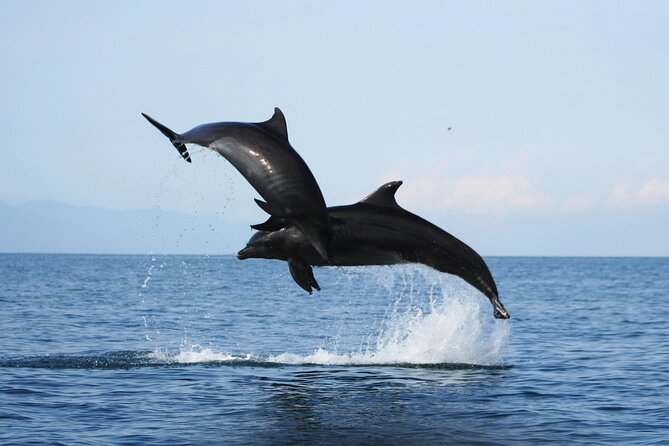 Wild Dolphin Encounter & Snorkeling Adventure - Marina Vallarta starts the morning with a useful lesson