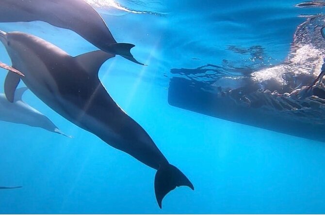 Wild Dolphin Swim Cruise - Leaving Glenelg at 8:00 am