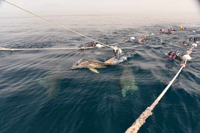 Wild Dolphin Swim Cruise - The Front Swim at the bow