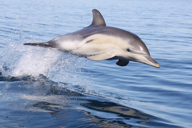 Wild Dolphin Watch in Glenelg - Key points at a glance