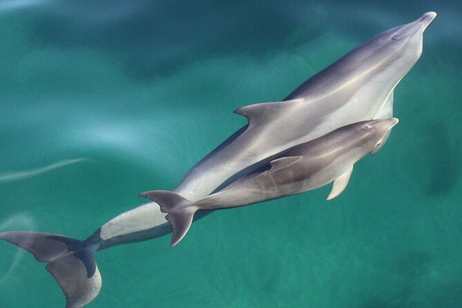 Wild Dolphin Watch in Glenelg - Crossing Holdfast Bay by catamaran