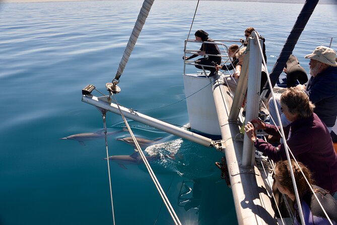 Wild Dolphin Watch in Glenelg - Finding dolphins in their natural home