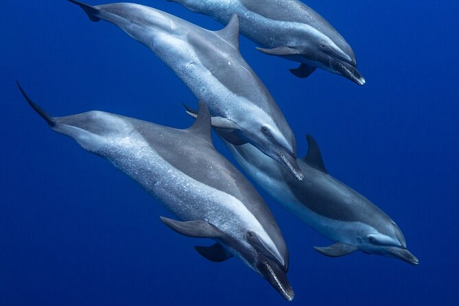 Wild Dolphin Watching and Snorkel Safari Off West Coast of Oahu - Why the small boat matters off Waianae