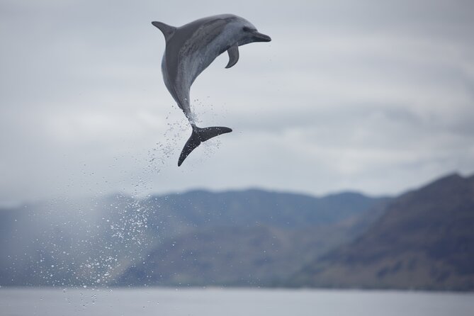 Wild Dolphin Watching and Snorkel Safari Off West Coast of Oahu - Winter whales and the Waianae cliffs