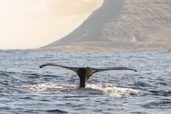 Wild Dolphin Watching and Snorkel Safari Off West Coast of Oahu - Snorkeling with turtles, fish, and reef life