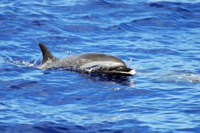 Wild Dolphin Watching and Snorkel Safari Off West Coast of Oahu - Lunch, drinks, and the practical comforts
