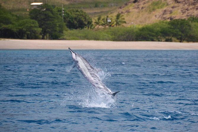 Wild Dolphin Watching and Snorkel Safari Off West Coast of Oahu - Is $193.88 a fair price?