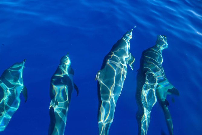 Wild Dolphin Watching and Snorkel Safari Off West Coast of Oahu - Who will enjoy this outing most?