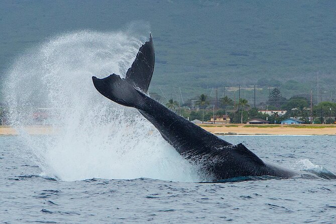 Wild Dolphin Watching and Snorkel Safari Off West Coast of Oahu - Starting the morning: pickup or Waianae Harbor