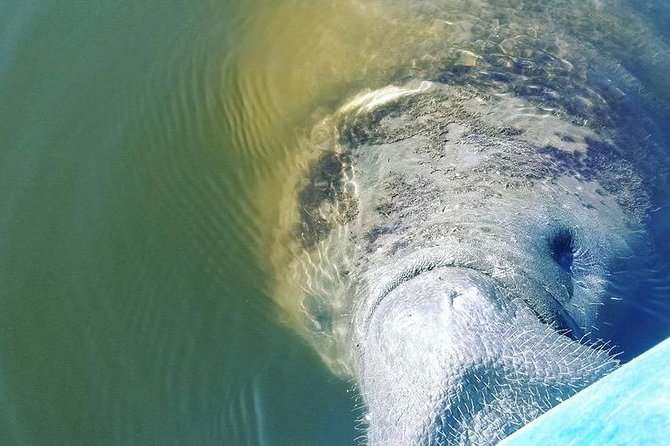 Wildlife Refuge Manatee, Dolphin & Mangrove Kayak or Paddleboarding Tour! - Mangrove passages and the most memorable scenery