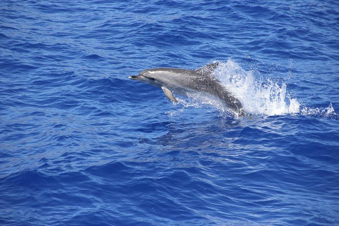 Wines Tasting Experience and Skywalk with Dolphin Watching - Mountain roads toward São Vicente