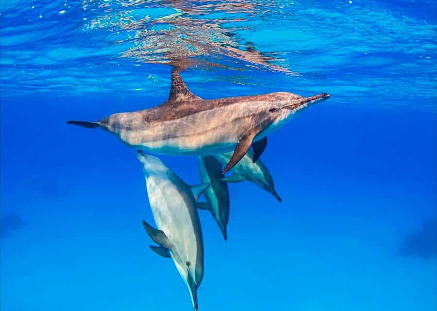 Zanzibar: Half-day Dolphin Swim & Snorkeling Boat Trip - Key Things to Know Before You Book