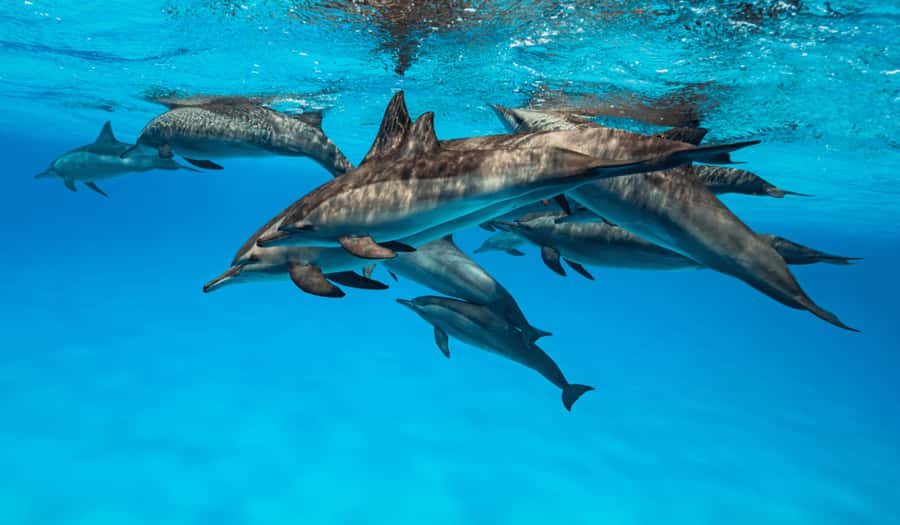 Zanzibar: Half-day Dolphin Swim & Snorkeling Boat Trip - Snorkeling Near Mnemba Island