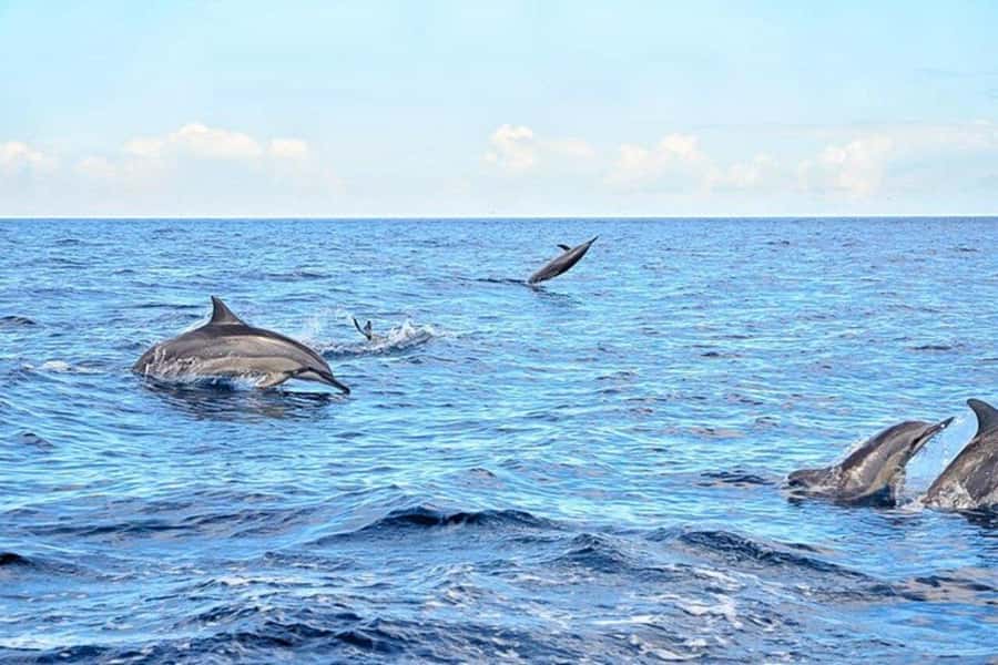 Zanzibar: Half-day Dolphin Swim & Snorkeling Boat Trip - Timing a Half-Day Trip Around Zanzibar