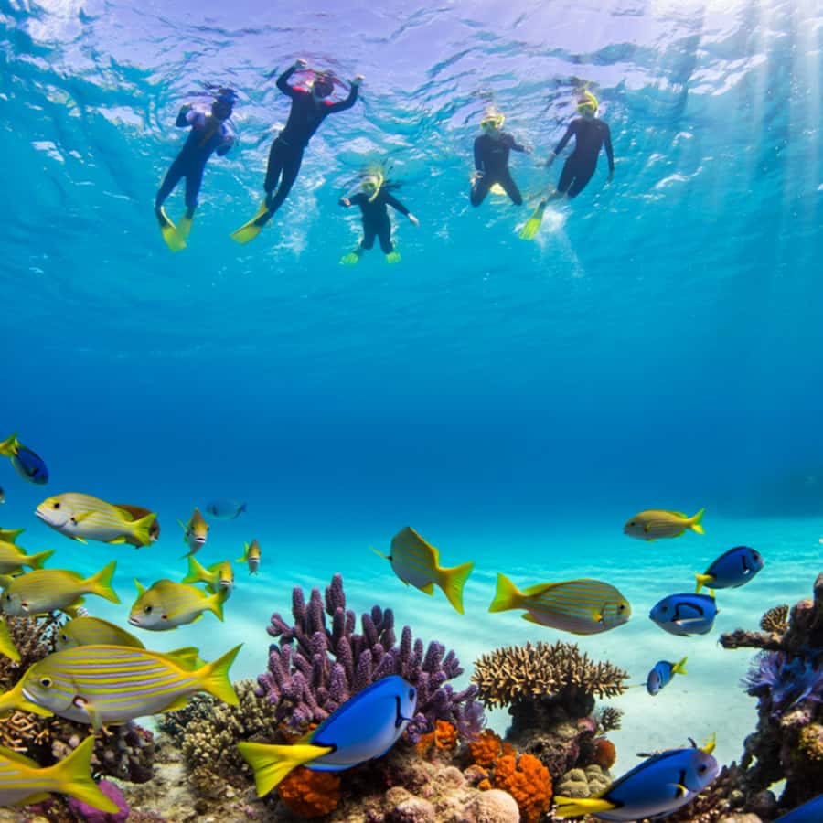 Zanzibar: Half-day Dolphin Swim & Snorkeling Boat Trip - The Responsible Dolphin Policy Matters