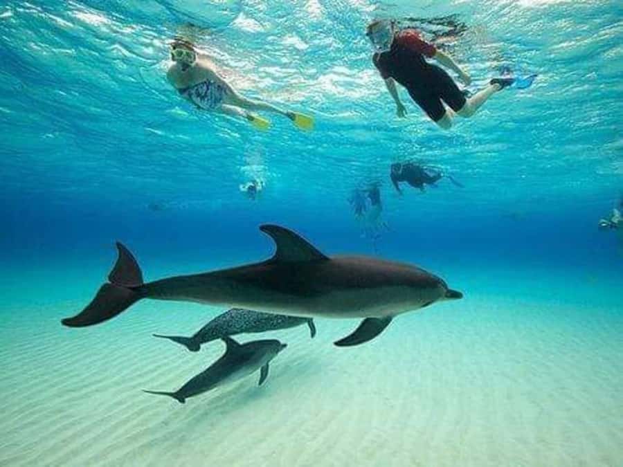 ZANZIBAR : Mnemba Dolphin and Snorkeling Tour - Leaving Nungwi for Mnemba Atoll