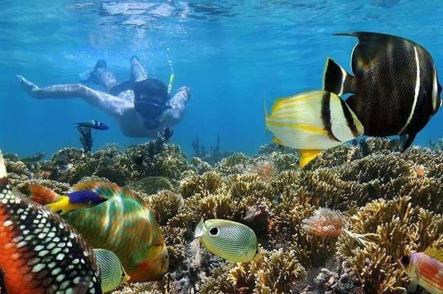 ZANZIBAR : Mnemba Dolphin and Snorkeling Tour - What dolphin watching is really like