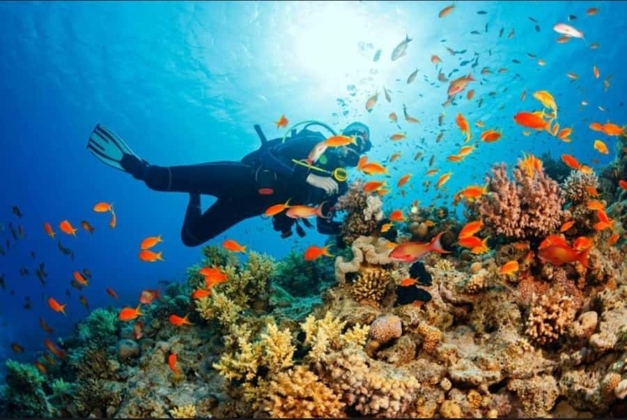 ZANZIBAR : Mnemba Dolphin and Snorkeling Tour - Snorkeling above coral, fish, and possible turtles