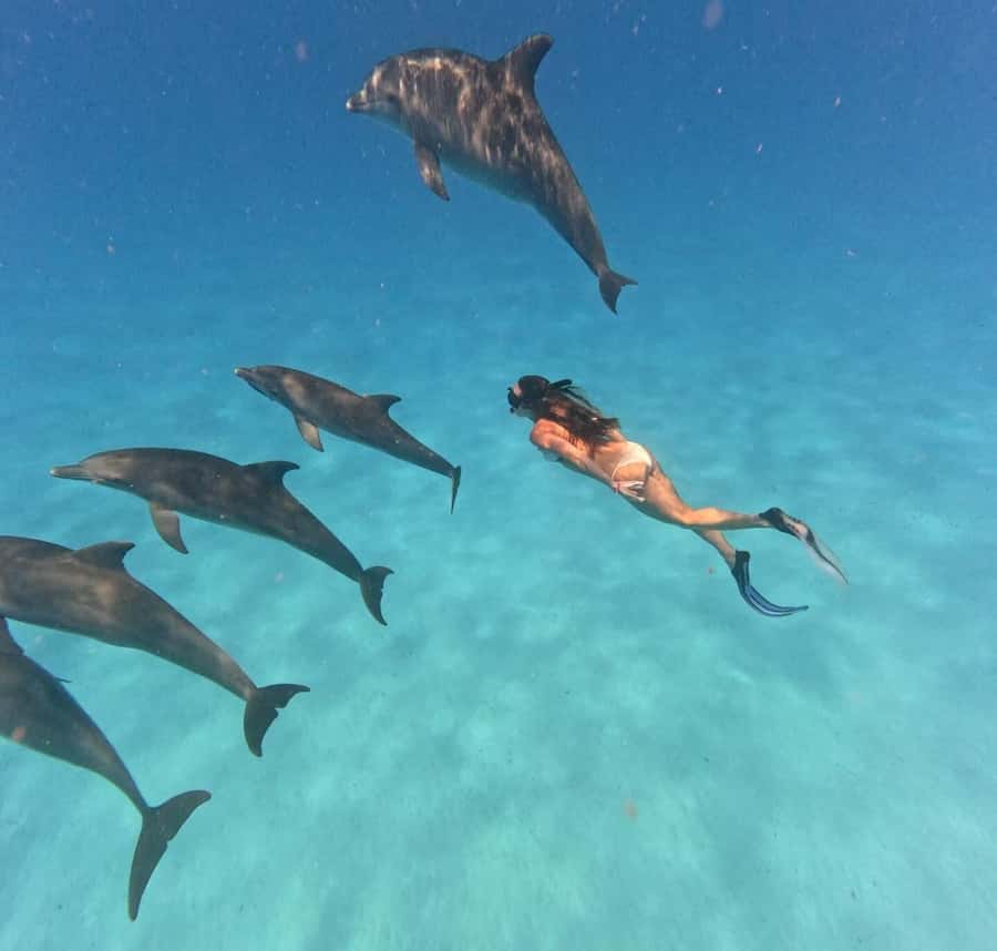 Zanzibar: Mnemba Island&Dolphin Swim With Optional Lunch - Snorkeling at Mnemba Atoll
